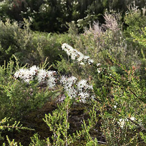 Kunzea WC Essential Oil Kunzea WC Essential Oil
