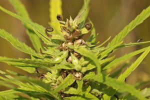Hemp Seed Virgin Carrier Oil (O) 