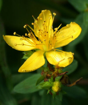 St John's Wort Infused Sunflower (O)
