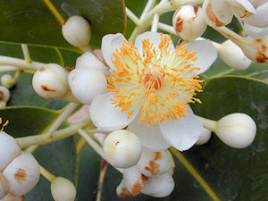 Calophyllum Virgin (Foraha / Tamanu) - Ctf Organic
