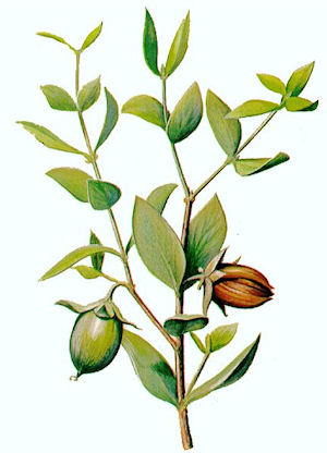 Jojoba, Golden Carrier (O)